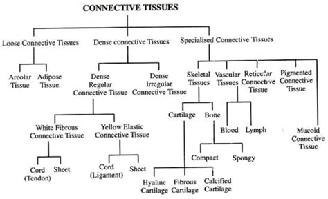 Connective Tissue Tree Biology Lessons Tissue Types Life Hacks For