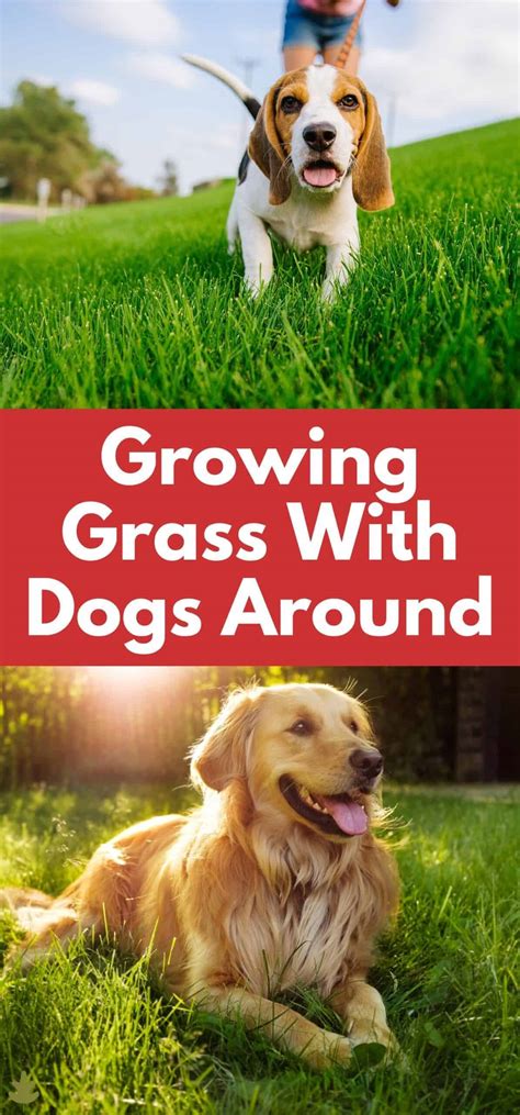 Is It Safe To Put Grass Seed Down With Dogs