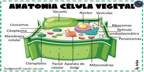 CÉlula Vegetal AnatomÍa Imagenes Educativas