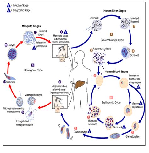 1 Life Cycle Of P Falciparum Reproduced From Cdc Malaria Download