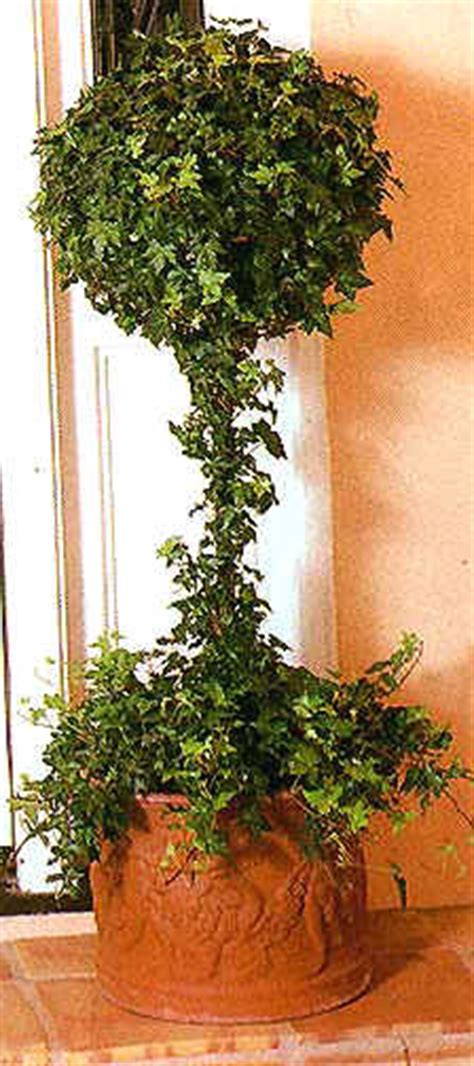 Topiaries Made From English Ivy By Pam Murdock
