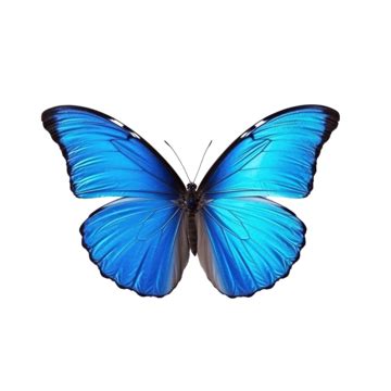 Blue Butterfly Cute Cute Butterfly Blue PNG Transparent Image And