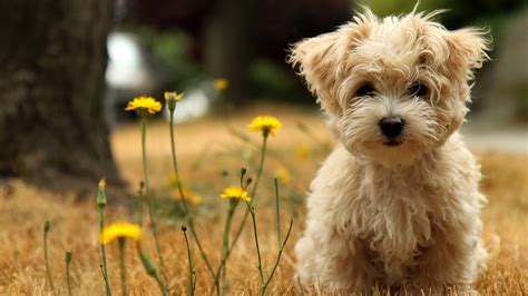 30 Beautiful Dog Wallpapers