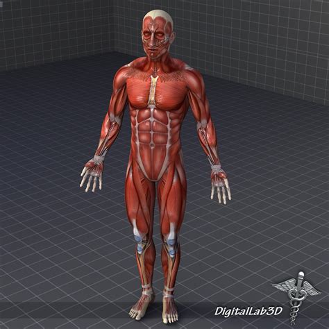 Maya Rigged Human Male Body Muscular Syste 3d Model Rigged Ma Mb Images