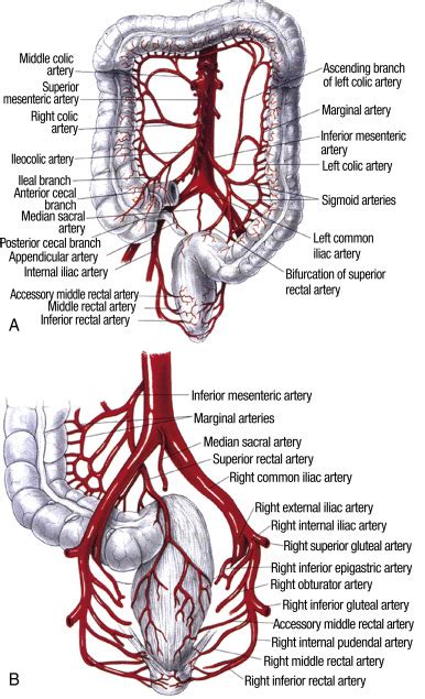 Anatomy And Physiology Of The Colon Rectum And Anal Canal Abdominal Key