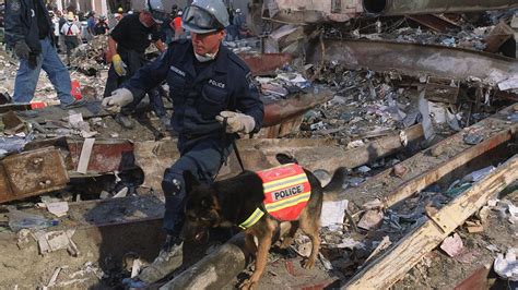 The Dogs Of 911 Their Failed Searches For Life Helped Sustain It