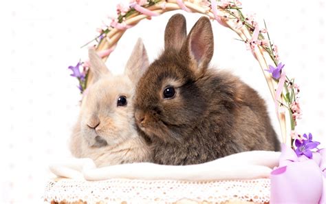 Rabbit Couple Hd Desktop Wallpaper 19457 Baltana