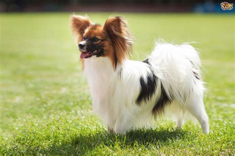 Papillon Dog Breed Facts Highlights And Buying Advice Pets4homes