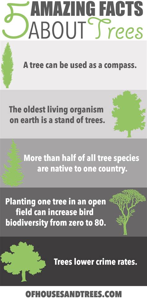 Amazing Facts About Trees 5 Amazing Facts About Trees