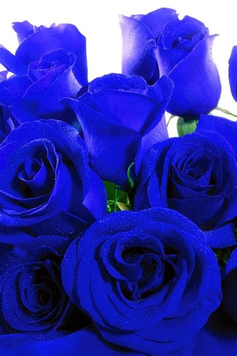 Pin By Crystal Bruner On Bedazzling Blue Blue Roses Beautiful
