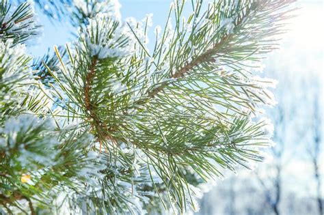 Frosty Pine Tree Branch In Snowy Forest Cold Weather In Sunny Morning