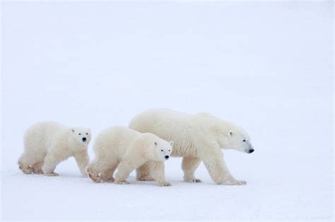Premium Photo Mother Polar Bear And Cubs Walking In Snow Covered Field