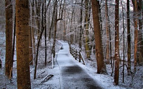 Hd Lovely Path In The Forest In Winter Wallpaper Download Free 66769