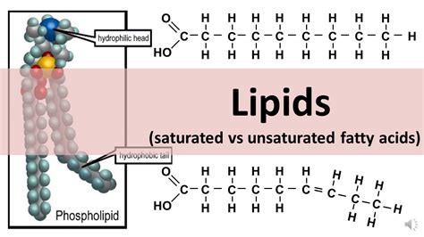 Lipids Saturated Unsaturated Fats Updated YouTube