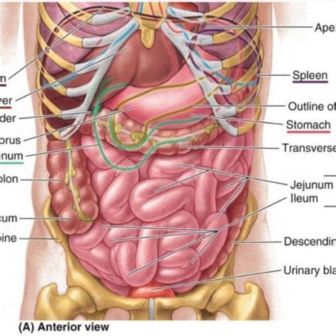 Teeth are made of dentin and enamel and are part of the skeletal system but are not counted as bones. Human Stomach Anatomy Diagram | Human Anatomy Body Picture ...