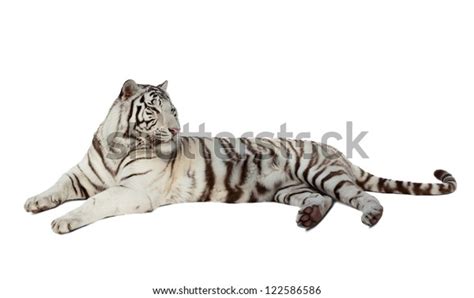 Lying White Tiger Isolated Over White Stock Photo 122586586 Shutterstock