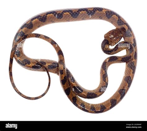 Ojo de gato serpiente Imágenes recortadas de stock Alamy