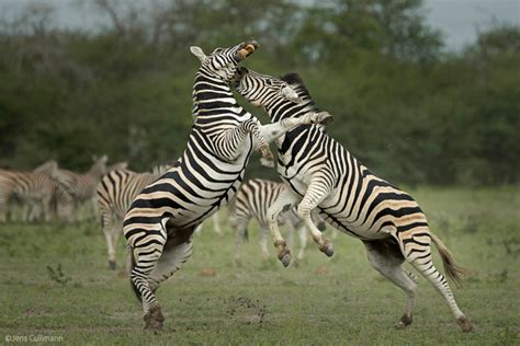 Botswanas Zebra Migrations Africa Geographic