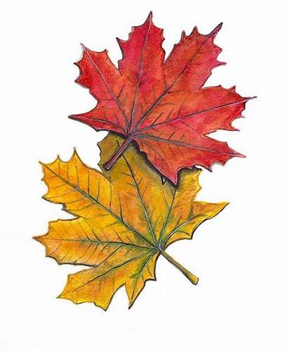 Leaves Maple Autumn Fall Painting Acrylic Leaf