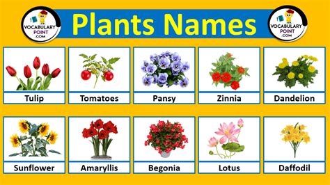 20 Plants Name Archives Vocabulary Point