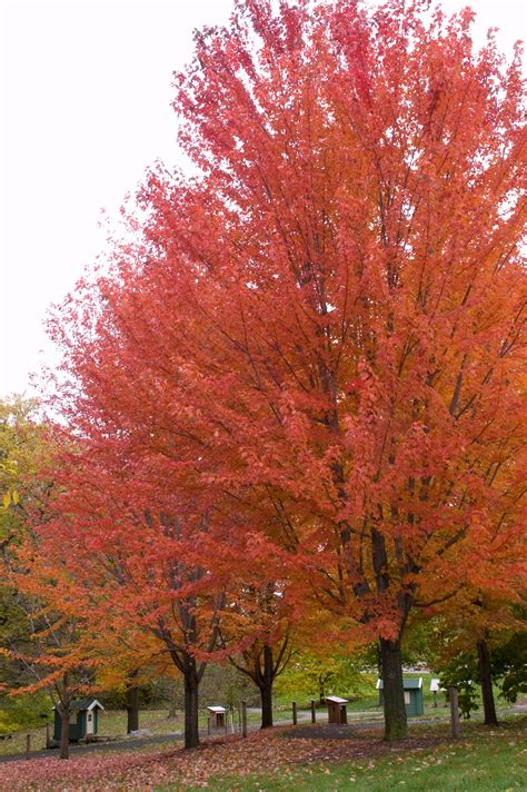 October Glory Red Maple Tree Red Maple Tree Autumn