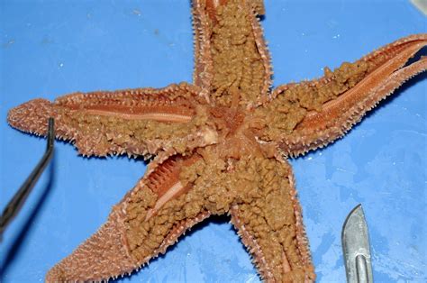 Dissection 101 Sea Star Starfish Videos Lesson Plans A Flickr