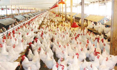 poultry farm management system padslasopa
