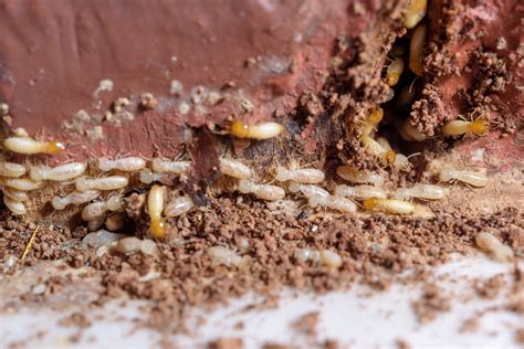 Termites Nests Near Moisture A1 Exterminators Termites Shower