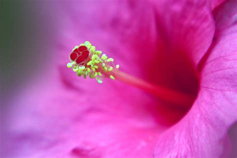 Flower Macro 6 Free Stock Photo Public Domain Pictures