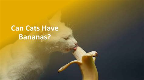 Can Cats Eat Bananas Is It Good For Cats Quick Answer