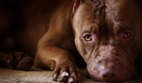 11 Year Old Pit Bull Did Not Let The Owners Home Smart Dog Felt
