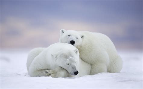 Polar Bear Wallpapers Top Free Polar Bear Backgrounds Wallpaperaccess