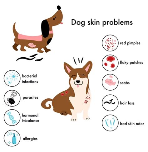 How Do You Treat Skin Allergies In Dogs