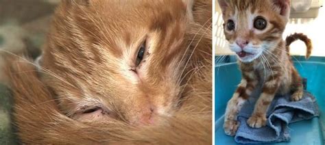 Kitten Undergoes Lifesaving Surgery After Being Beaten With Baseball