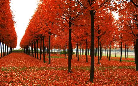 Latest Top Hd Autumn Wallpapers Hdimagesplus