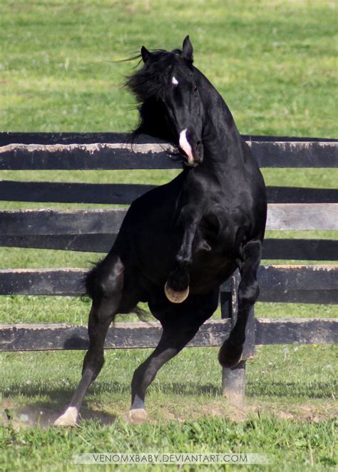 Black Stallion Rearing 3 By Venomxbaby On Deviantart Black Stallion