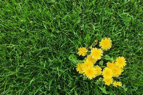 Lawn Weeds How To Identify The Most Common Types This Old House