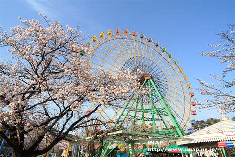 伊勢崎市内の桜もほぼ満開に | 季節の話題(おでかけ、観光) | 伊勢崎市情報ポータルサイト アイマップ
