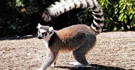 Ring Tailed Lemur Lemur Catta Habitat Behavior And Adaptations