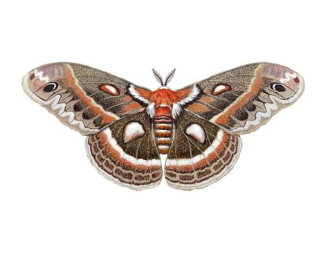 Moth Tattoo Moth Illustration Moth Drawing