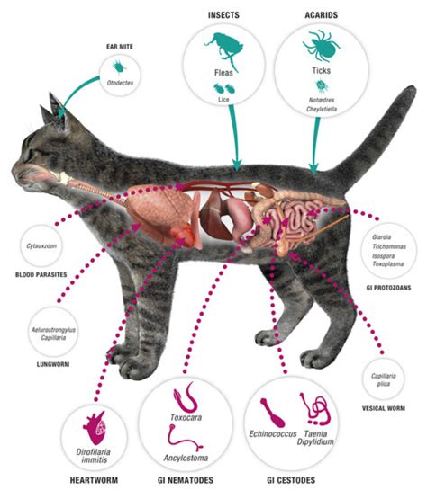 Even if that's not the case, that doesn't mean that your kitty cat has never been infected by these small intestinal parasites. Fleas & Ticks & Worms - The Cat Vet