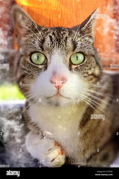 Cat Astonished Totally Hey Stock Photo Alamy