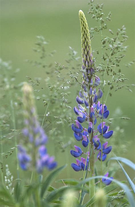 Wild Lupine Flower Photograph By Bernard Lynch