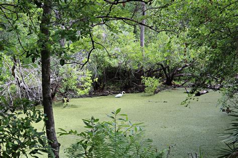 Just fishing in Brooker Creek Preserve in Tarpon Springs, Florida
