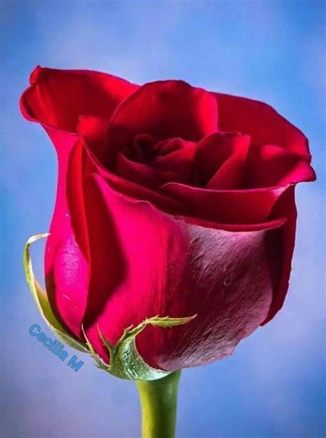Pin de CECILIA MARTINEZ en imágenes Rosas bonitas Rosas Flores