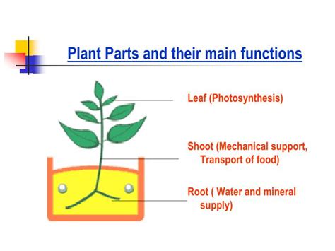 Ppt Plant Parts And Their Main Functions Powerpoint Presentation