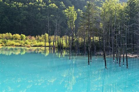 The “blue Pond” In Biei Hokkaido Japan Is Brilliantly Coloured