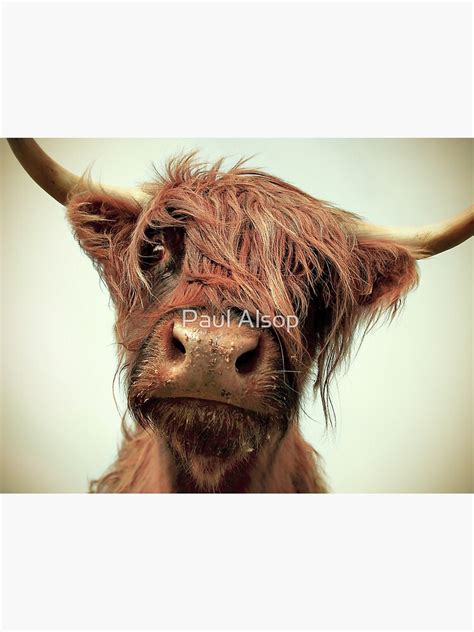 Hairy Coo Canvas Print For Sale By Paulmalsop Redbubble
