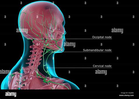 Ganglios Linfáticos De La Cabeza Y El Cuello Fotografías E Imágenes De