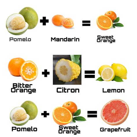 All Common Citrus Fruits Are Hybrids Of Others